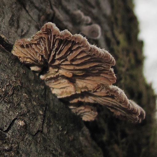 Schizophyllum commune | About Tasmania