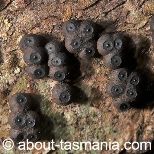 Annulohypoxylon bovei, Tasmania, fungi