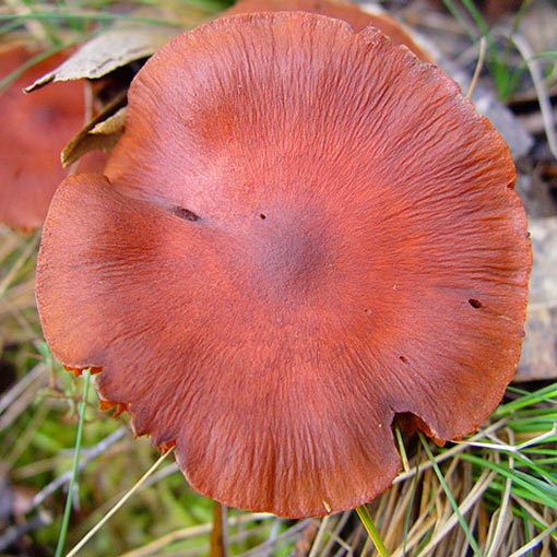 Cortinarius persplendidus, Tasmania, fungi