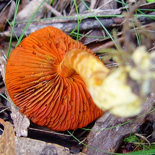 Cortinarius persplendidus, Tasmania, fungi