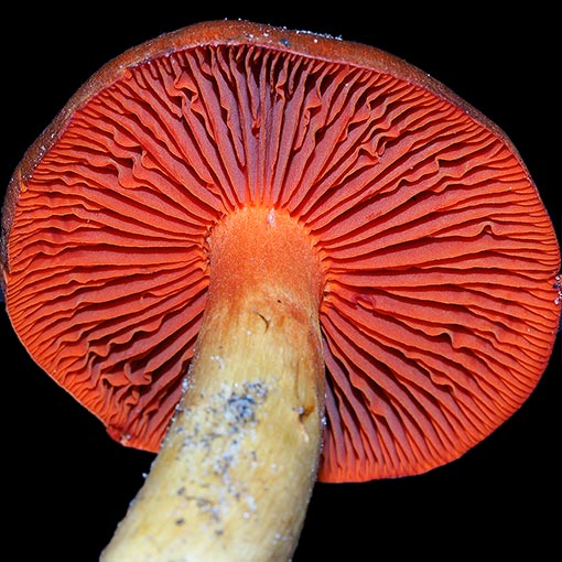 Cortinarius persplendidus, Tasmania, fungi