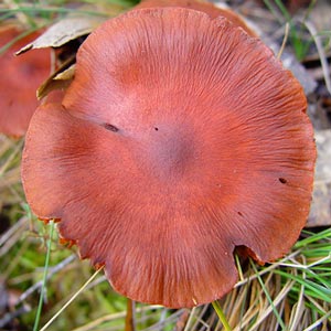 Cortinarius persplendidus