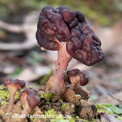 Gyromitra esculenta, fungi, Tasmania