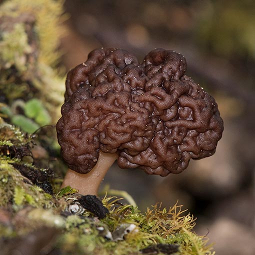 Gyromitra esculenta, fungi, Tasmania