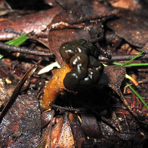 Gyromitra esculenta, fungi, Tasmania