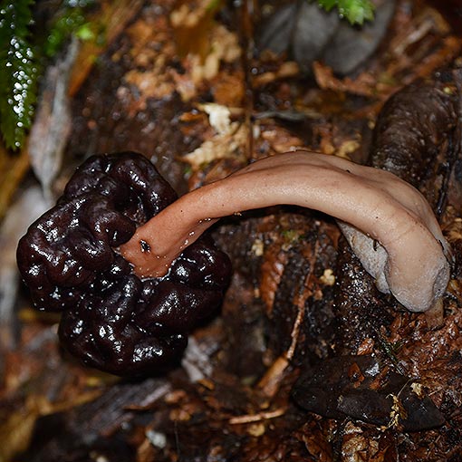 Gyromitra esculenta, fungi, Tasmania