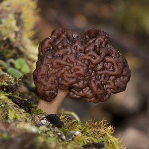 Gyromitra esculenta