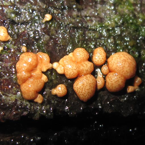 Hypocrea rufa, Tasmania, fungi