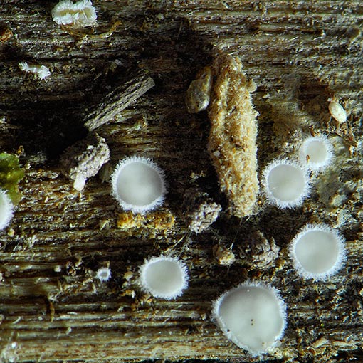 Lachnum virgineum, fungi, Tasmania