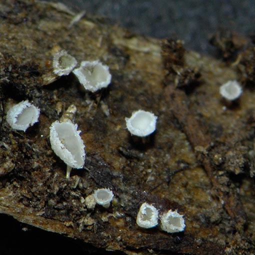Lachnum virgineum, fungi, Tasmania