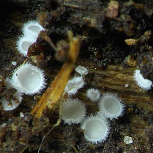 Lachnum virgineum