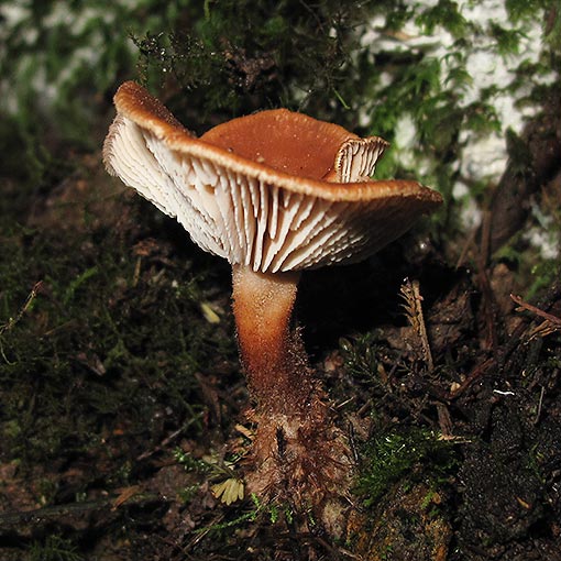 Lentinellus tasmanicus, fungi, Tasmania