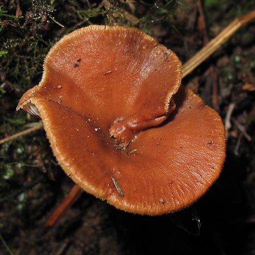Lentinellus tasmanicus, fungi, Tasmania