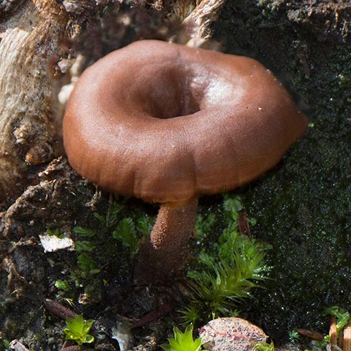 Lentinellus tasmanicus, fungi, Tasmania