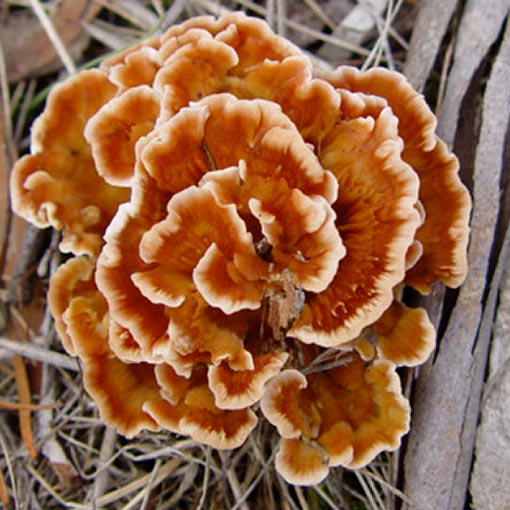 Podoscypha petalodes, fungi, Tasmania