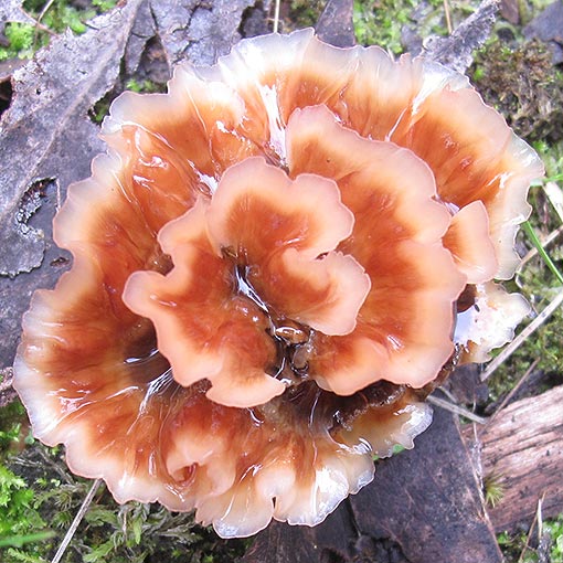 Podoscypha petalodes, fungi, Tasmania