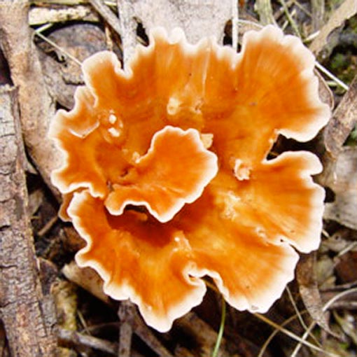 Podoscypha petalodes, fungi, Tasmania