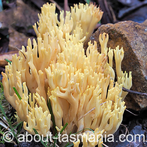 Ramaria lorithamnus, fungi, Tasmania