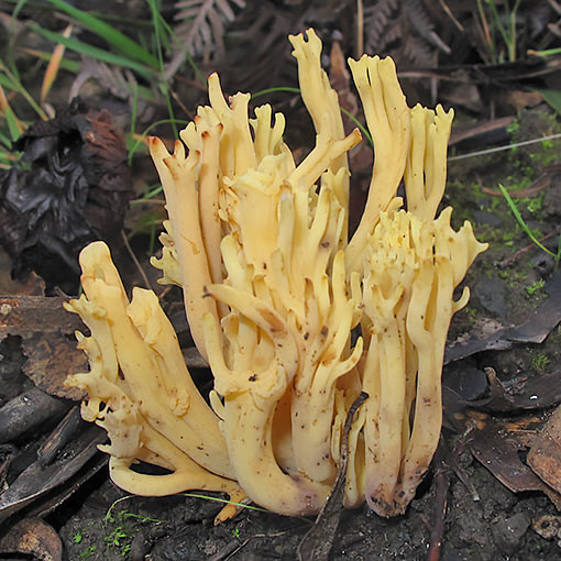 Ramaria lorithamnus, fungi, Tasmania