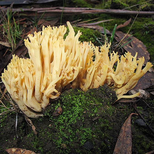 Ramaria lorithamnus | About Tasmania