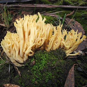 Ramaria lorithamnus