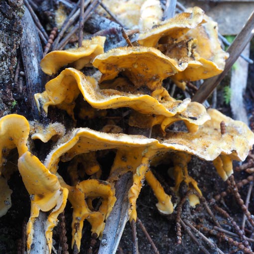 Stereum hirsutum, fungi, Tasmania