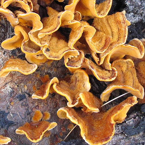 Stereum hirsutum, fungi, Tasmania