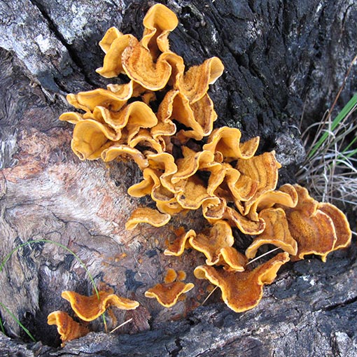 Stereum hirsutum, fungi, Tasmania
