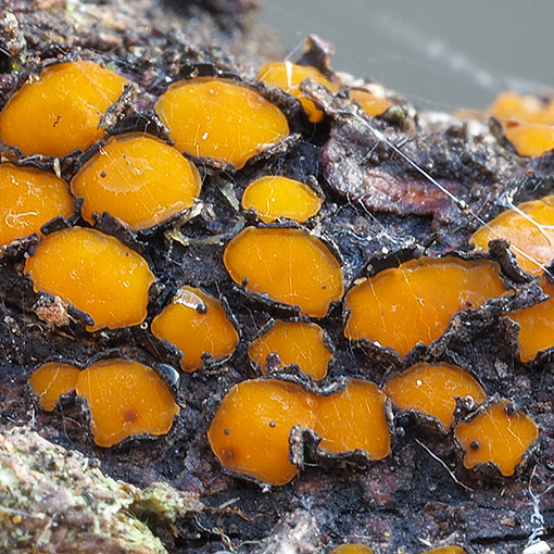 Therrya eucalypti, fungi, Tasmania