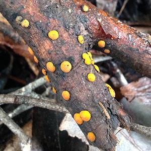 Therrya eucalypti