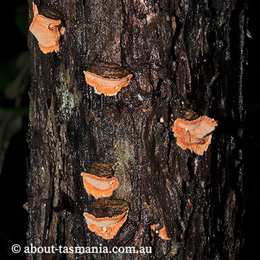 Gloeoporellus merulinus, Tyromyces merulinus, fungi, Tasmania