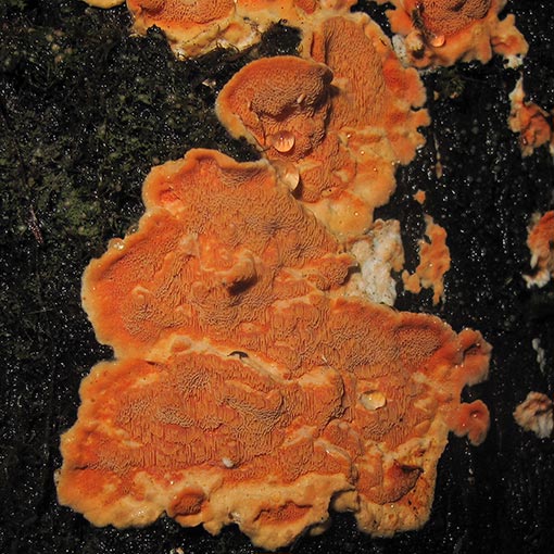 Gloeoporellus merulinus, Tyromyces merulinus, fungi, Tasmania