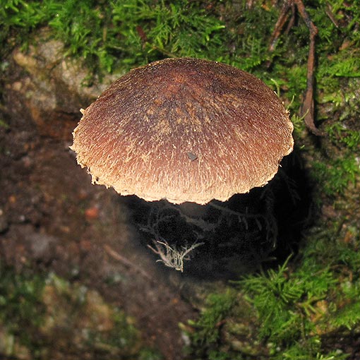 Inocybe sp., fungi, Tasmania