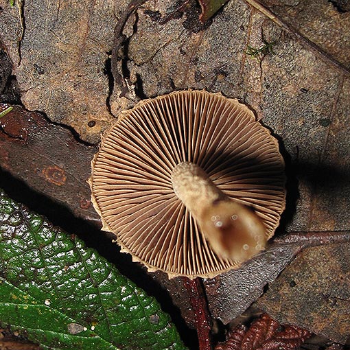 Inocybe sp., fungi, Tasmania