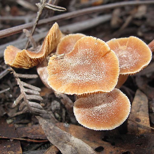 Inocybe sp., fungi, Tasmania