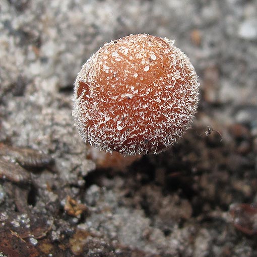 Inocybe sp., fungi, Tasmania