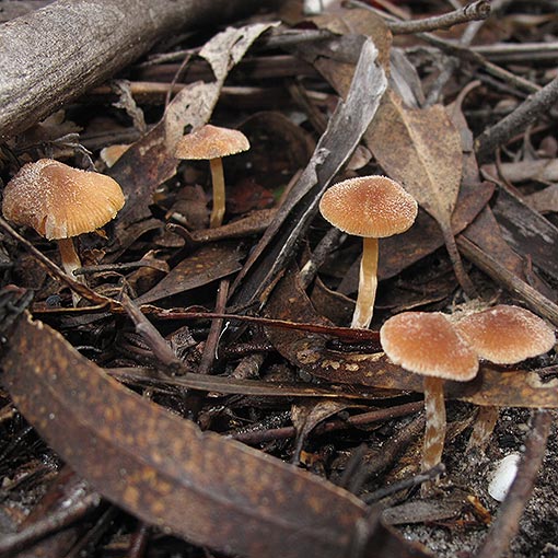 Inocybe sp., fungi, Tasmania