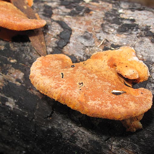 Trametes coccinea, Pycnoporus coccineus, fungi, Tasmania