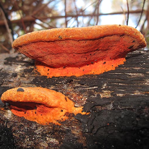 Trametes coccinea, Pycnoporus coccineus, fungi, Tasmania