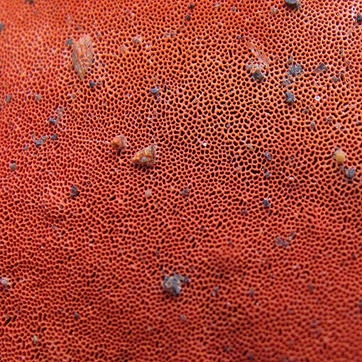 Trametes coccinea, Pycnoporus coccineus, fungi, Tasmania