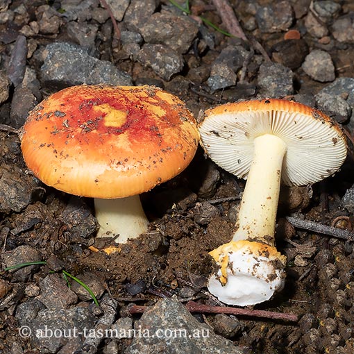 Amanita xanthocephala, Tasmania, fungi