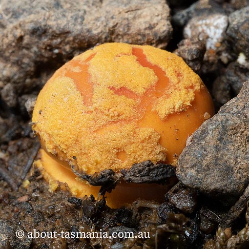 Amanita xanthocephala, Tasmania, fungi