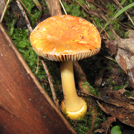 Amanita xanthocephala, Tasmania, fungi