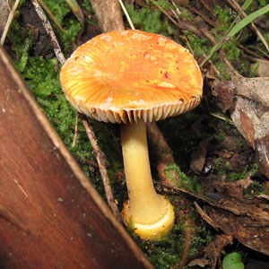 Amanita xanthocephala