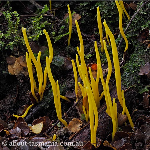 Clavulinopsis amoena, fungi, Tasmania