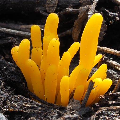 Clavulinopsis amoena, fungi, Tasmania