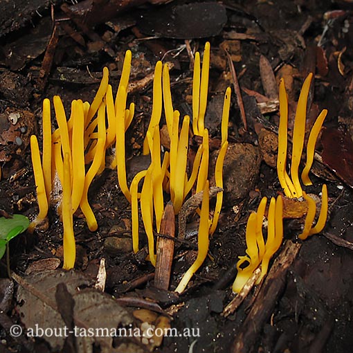 Clavulinopsis amoena, fungi, Tasmania