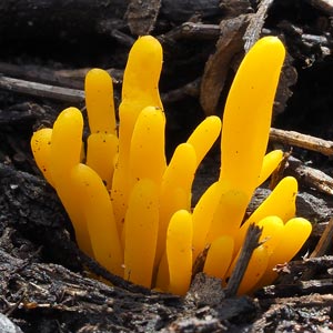 Clavulinopsis amoena