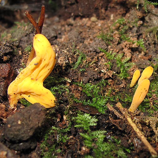 Clavulinopsis amoena, fungi, Tasmania