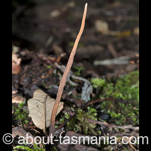 Cordyceps robertsii Tasmanian fungi